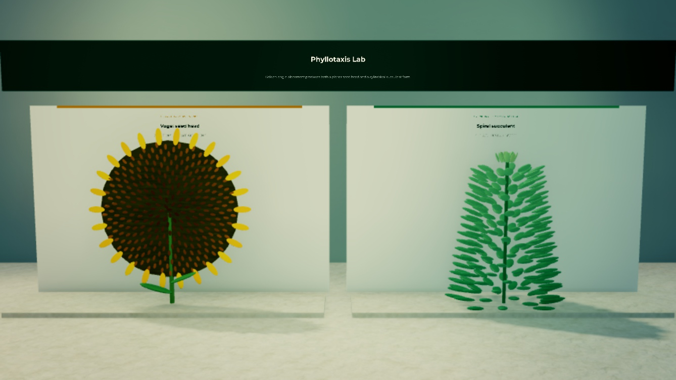 Planar and cylindrical phyllotaxis forms